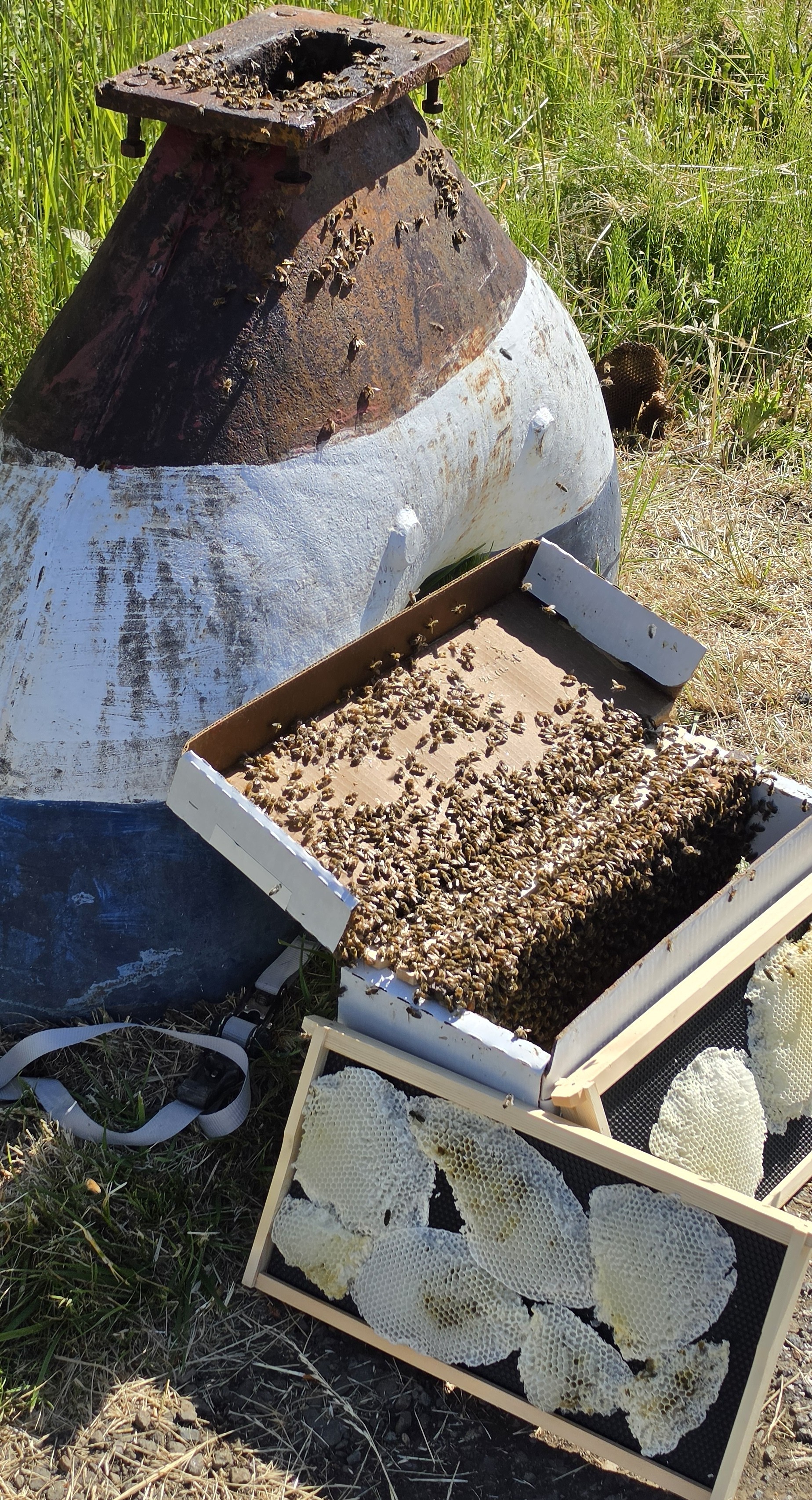 The Anchor Colony living inside a mailbox anchor
