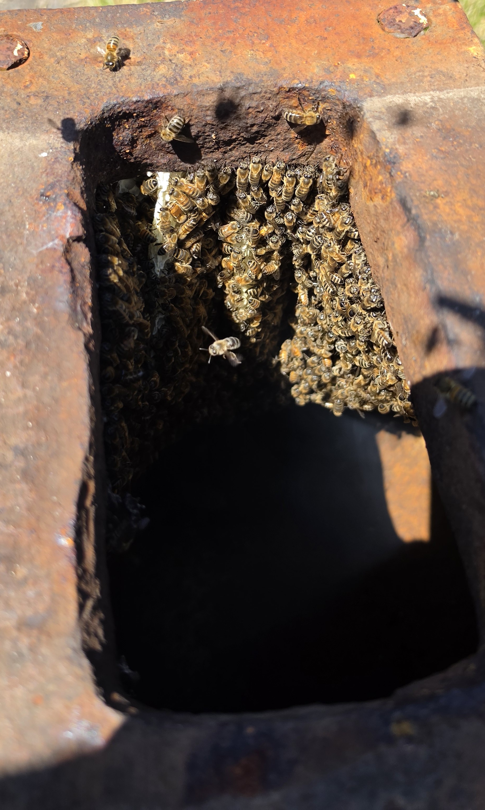 Close-up of The Anchor Colony inside the mailbox anchor