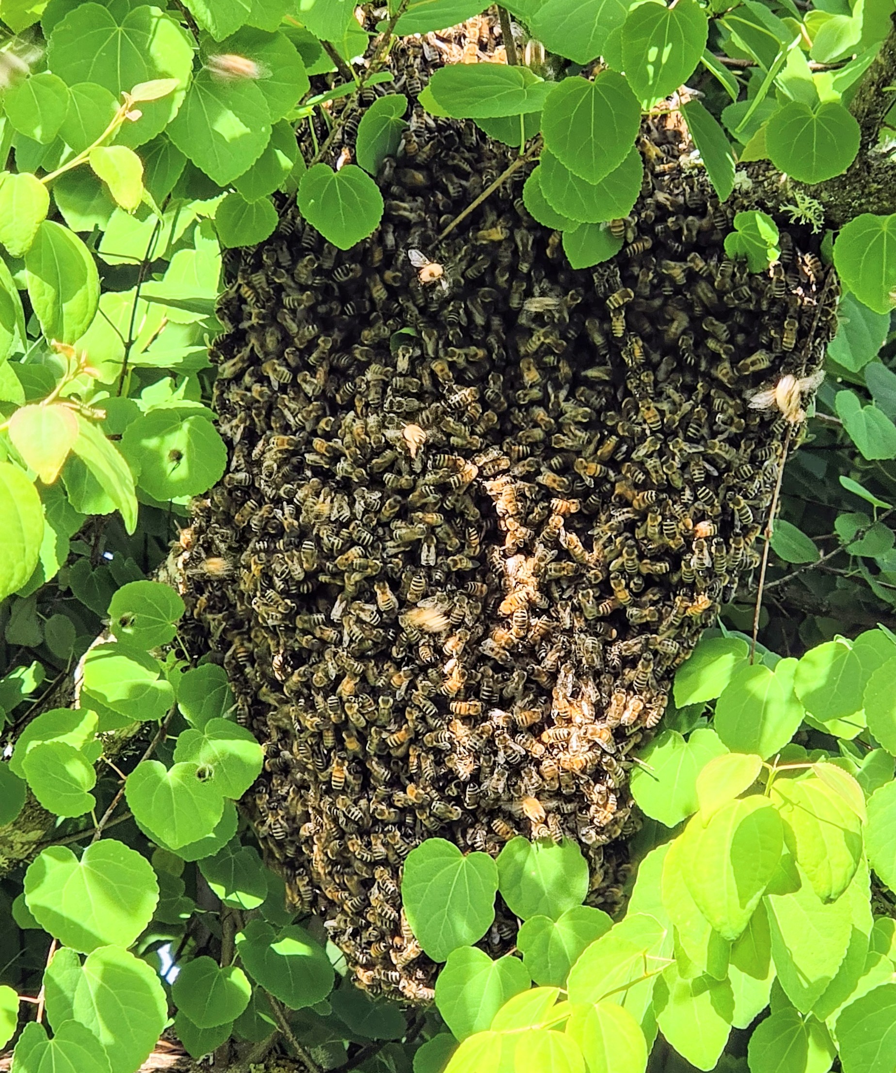 Butera swarm clustered in a tree