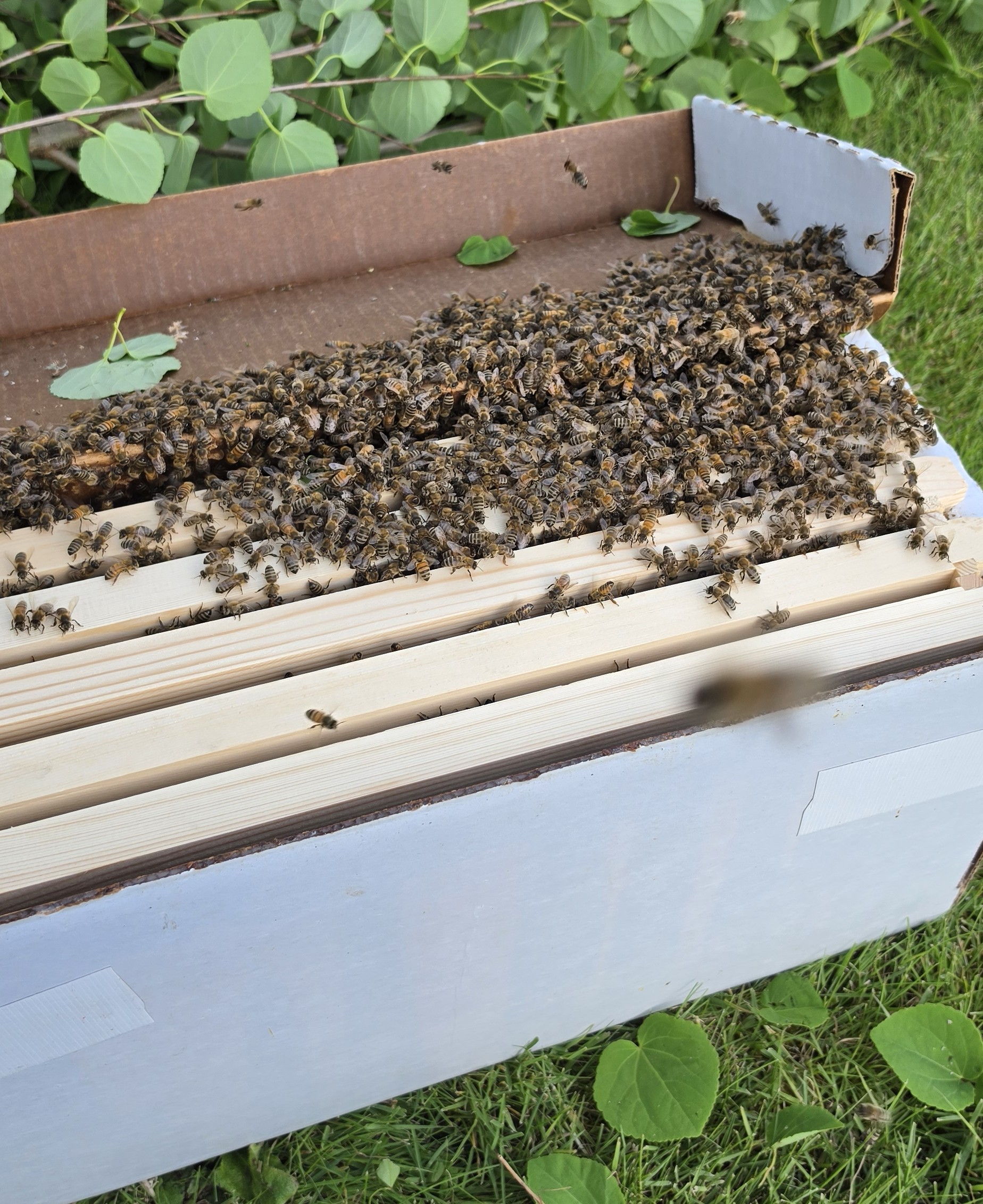 Butera swarm captured in a temporary box