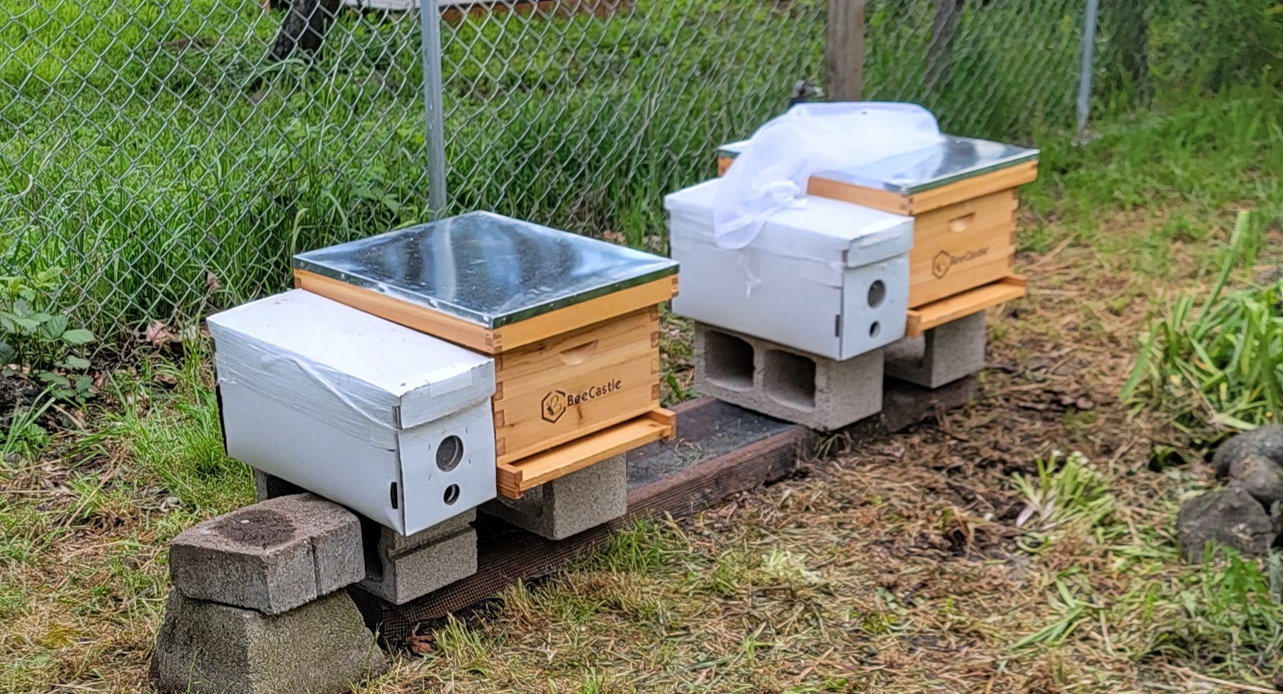 HoneyTide founding nucs for Zion and Tortooga