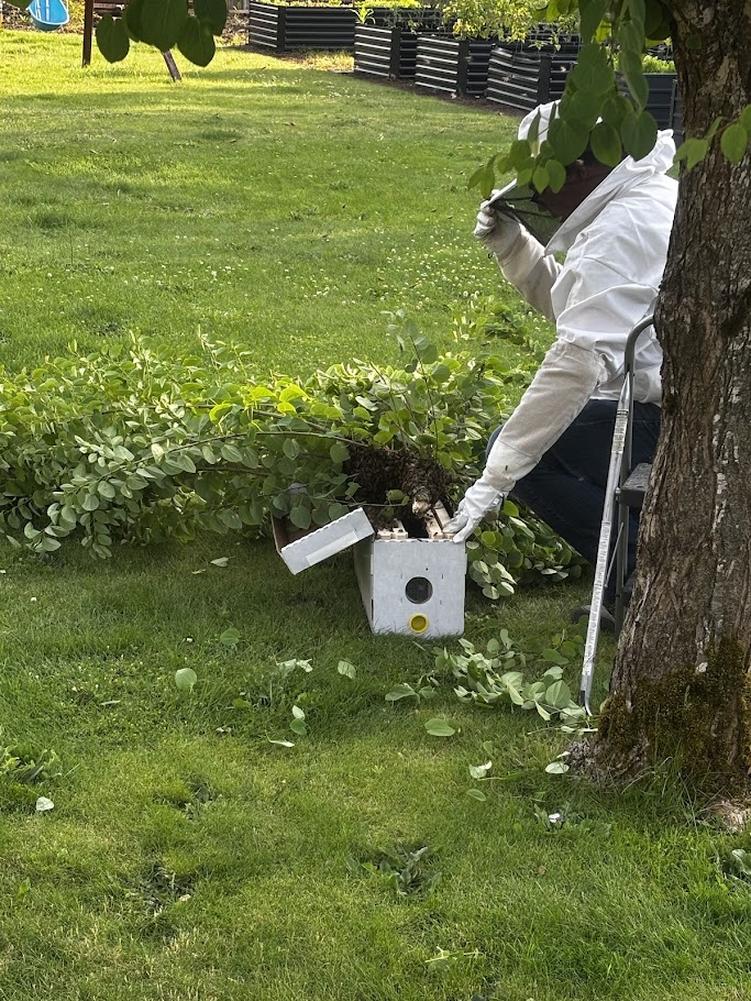 HoneyTide swarm capture work