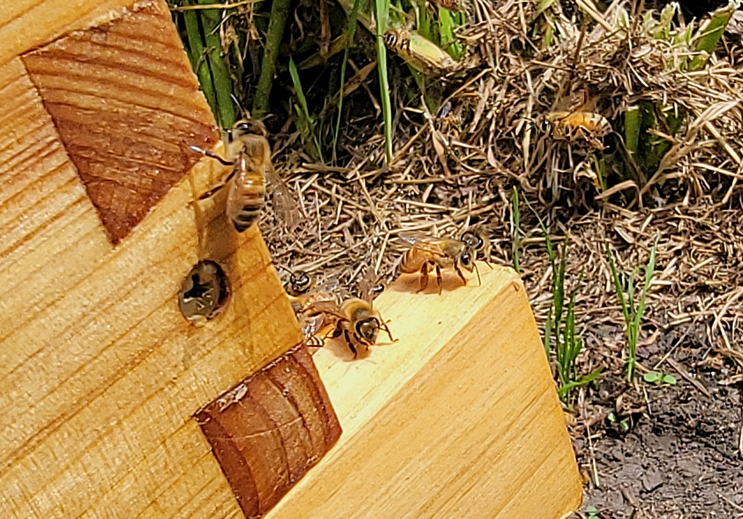 Tortooga colony close-up at hive entrance