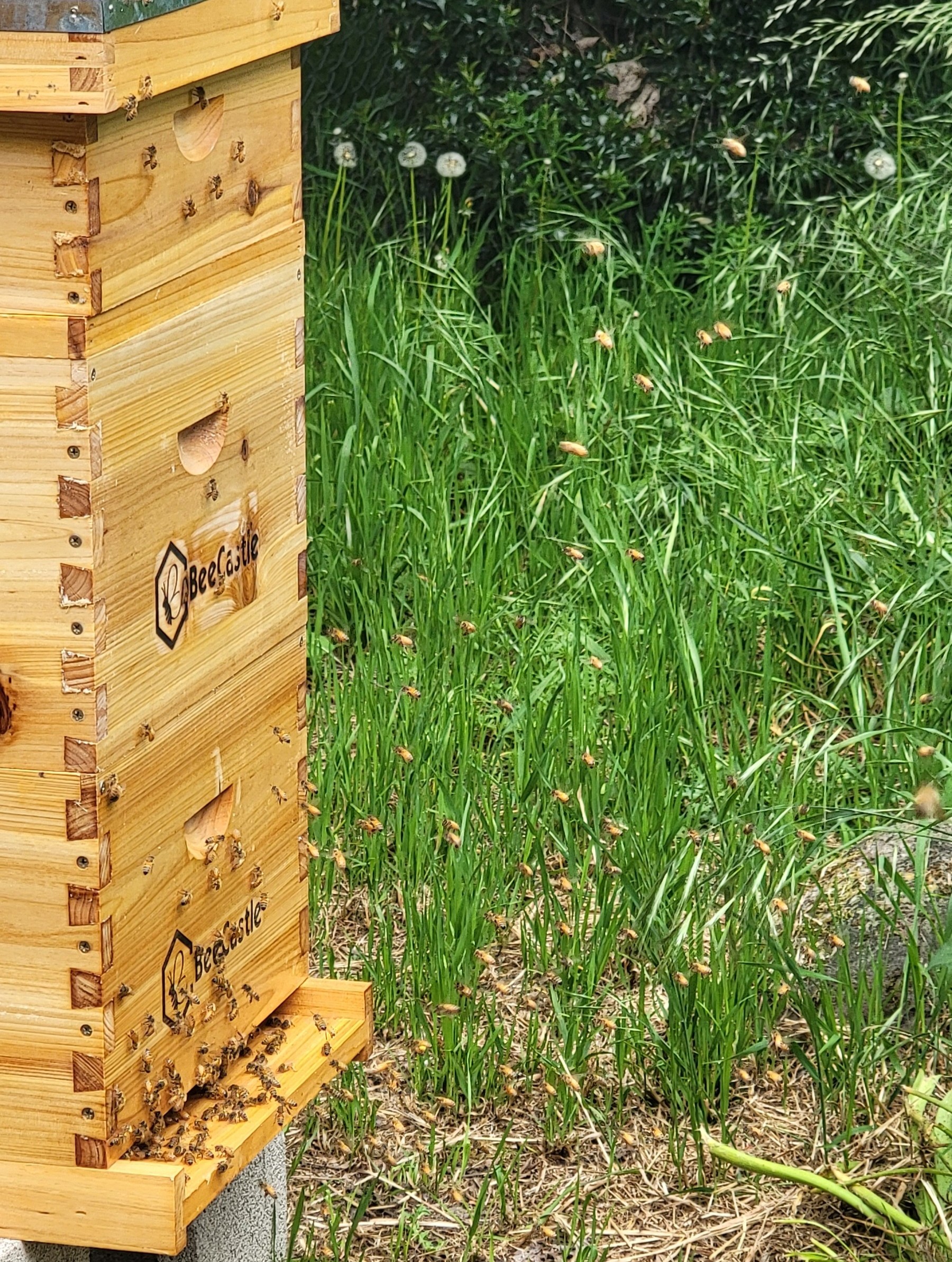 Tortooga colony activity outside the hive